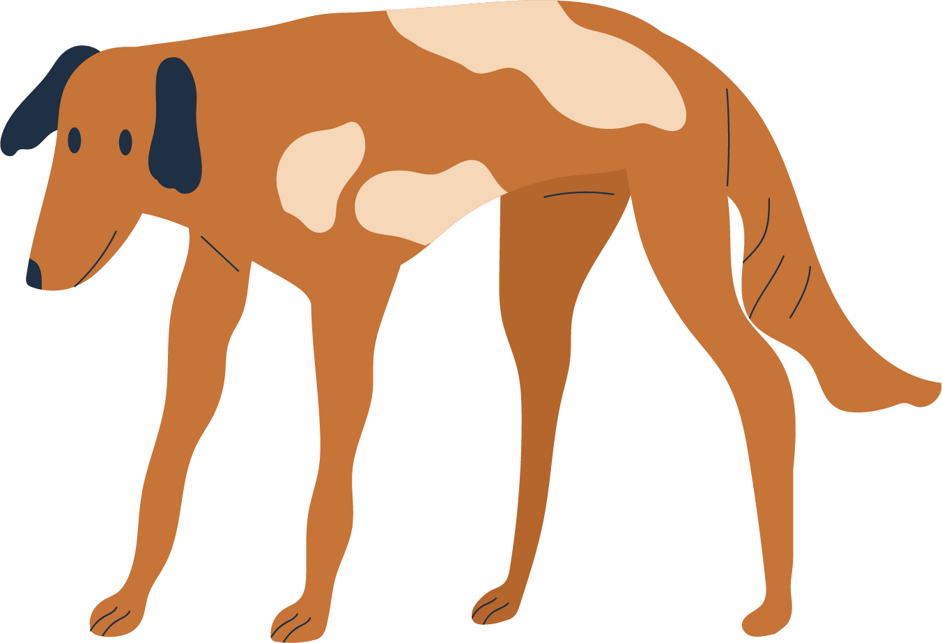 犬